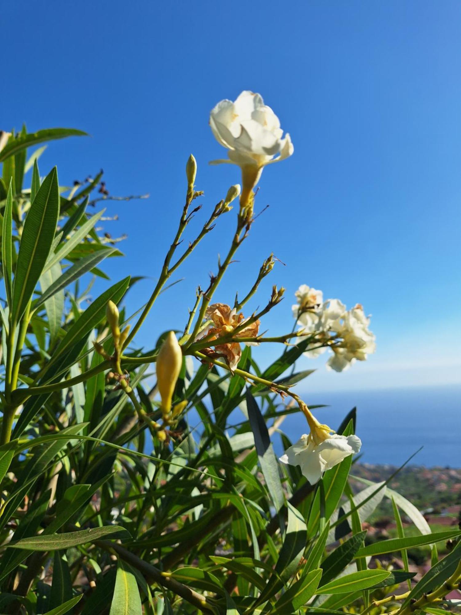 Casa-Albatros Villa Ponta do Sol  Eksteriør billede