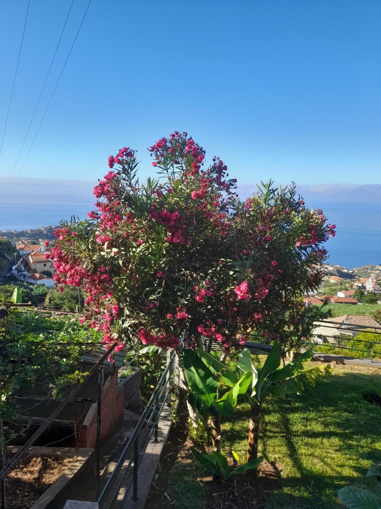 Casa-Albatros Villa Ponta do Sol  Eksteriør billede